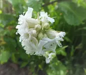 DSCF1125 (4).webp