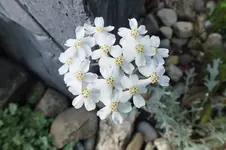 DSCF1129.webp
