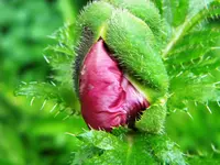 DSCN8799.webp