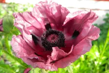 DSCN8821.webp