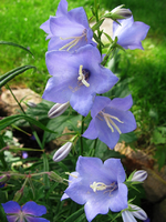 meineblumedeineblume.webp
