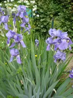 DSC04271.jpg