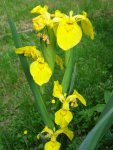 DSC04273.jpg