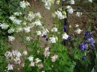 DSC04272.jpg