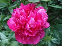 DSC04276.jpg