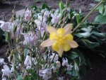 DSC04279.jpg