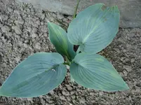 DSC04209.webp