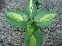 DSC04210.webp