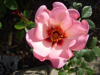 P1410475.webp