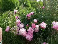 k-P1090343.webp