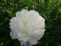 k-P1090344.webp