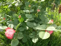 k-P1090349.webp
