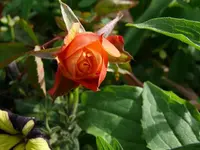 k-P1090350.webp
