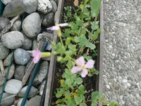 k-P1090351.webp