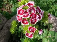 k-P1090354.webp