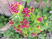 k-P1090357.webp