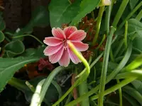 k-P1090359.webp