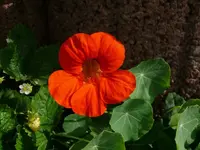 k-P1090360.webp