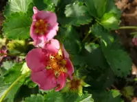 k-P1090361.webp