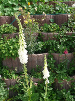 k-P1090365.webp