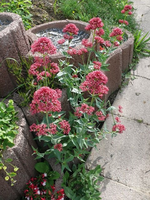 k-P1090367.webp