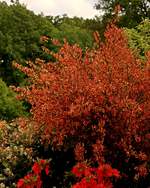 Ginster Karneval_in voller Blüte_600.webp