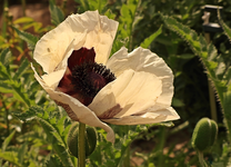 türkischer Staudenmohn_weiss_grün_640.webp
