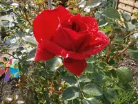 P5300200.webp