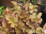 marmelade_1024x768.JPG