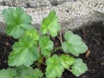 pluie de fleur_1024x768.JPG