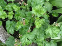 strawberry swirl_1024x768.JPG