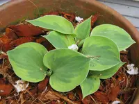 radiant edger_1024x768.webp