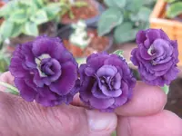 003_1024x768.webp