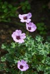 DSC_4572.JPG