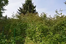 DSC_4541.webp