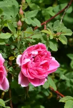 DSC_4545.webp