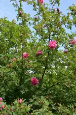 DSC_4546.webp