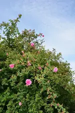 DSC_4547.webp