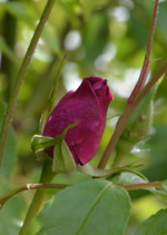 DSC_4551.webp