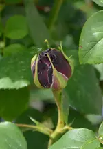 DSC_4552.webp