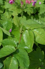 DSC_4553.webp