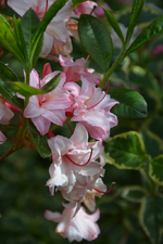 DSC_4556.webp