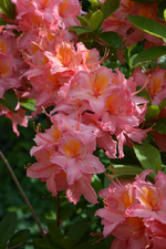 DSC_4557.webp