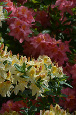 DSC_4558.webp
