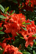 DSC_4559.webp