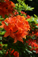 DSC_4560.webp