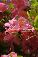 DSC_4564.webp