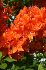 DSC_4565.webp