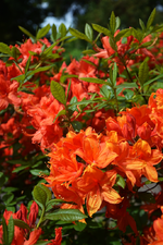 DSC_4566.webp