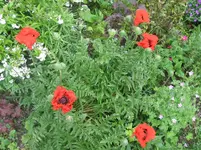 008.webp